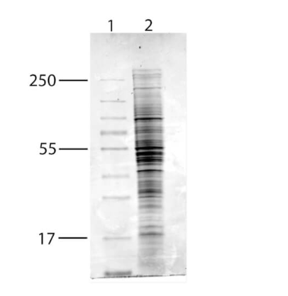 Coomassie stained SDS-PAGE of 50 μg of Hydrogen Peroxide Stimulated Human MCF-7 Whole Cell Lysate (Ready-to-Use) separated in a 4-20% gradient gel under reducing conditions (lane 1). Molecular weight standards are shown in lane 2.